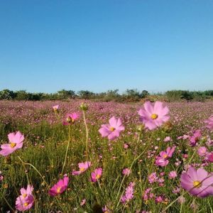 Meet your Posher, Glez